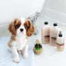 Isle of Dogs SILKY COATING SHAMPOO