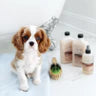 Isle of Dogs SILKY COATING SHAMPOO